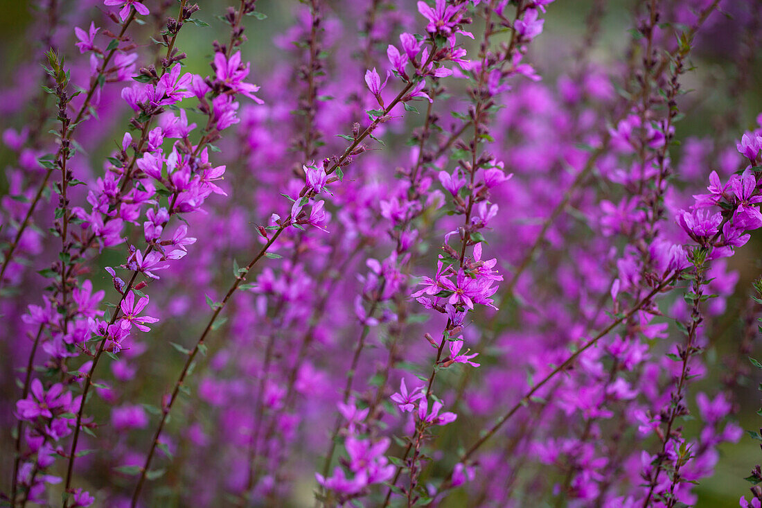 Lythrum virgatum Dropmore Purple – Blutweiderich