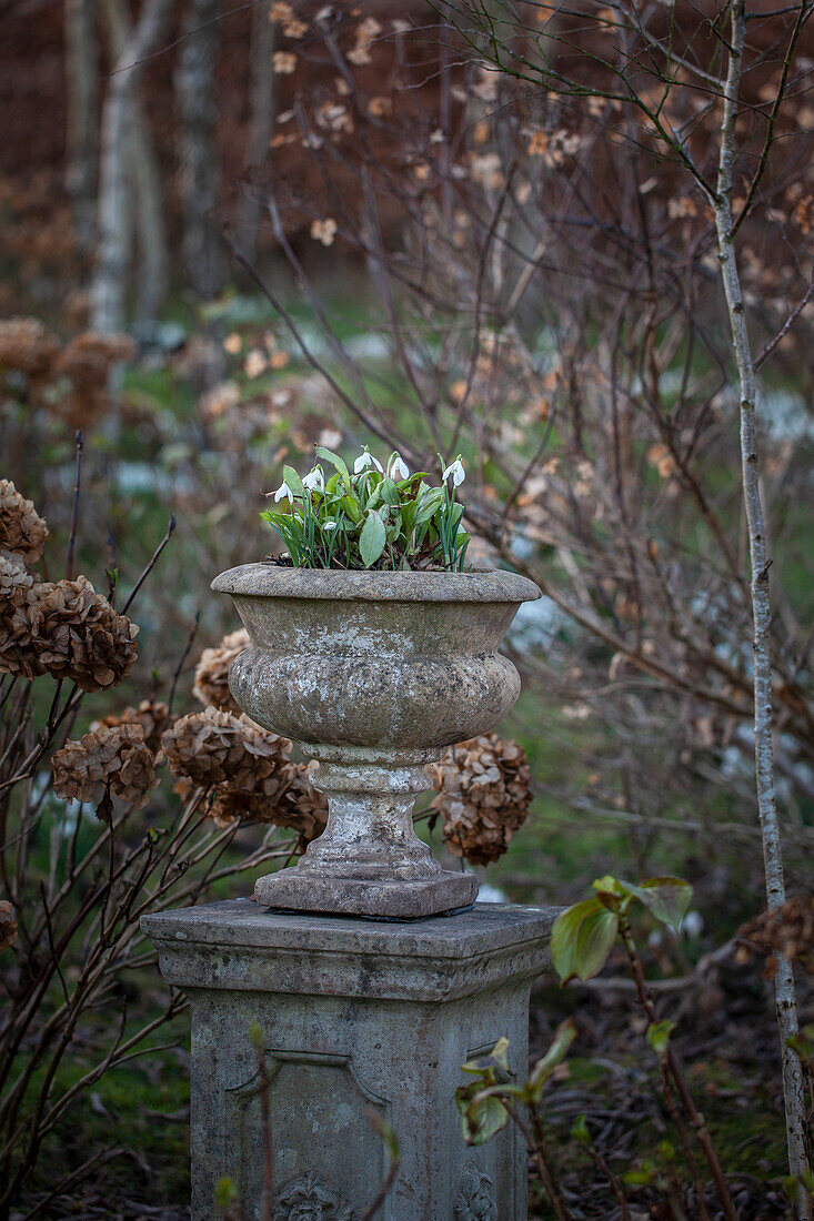 Galanthus nivalis (snowdrop) planted in garden urn