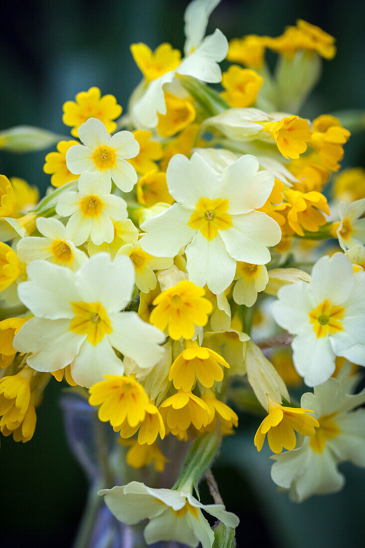 Primula veris, Primula vulgaris and Primula elatior (primroses)