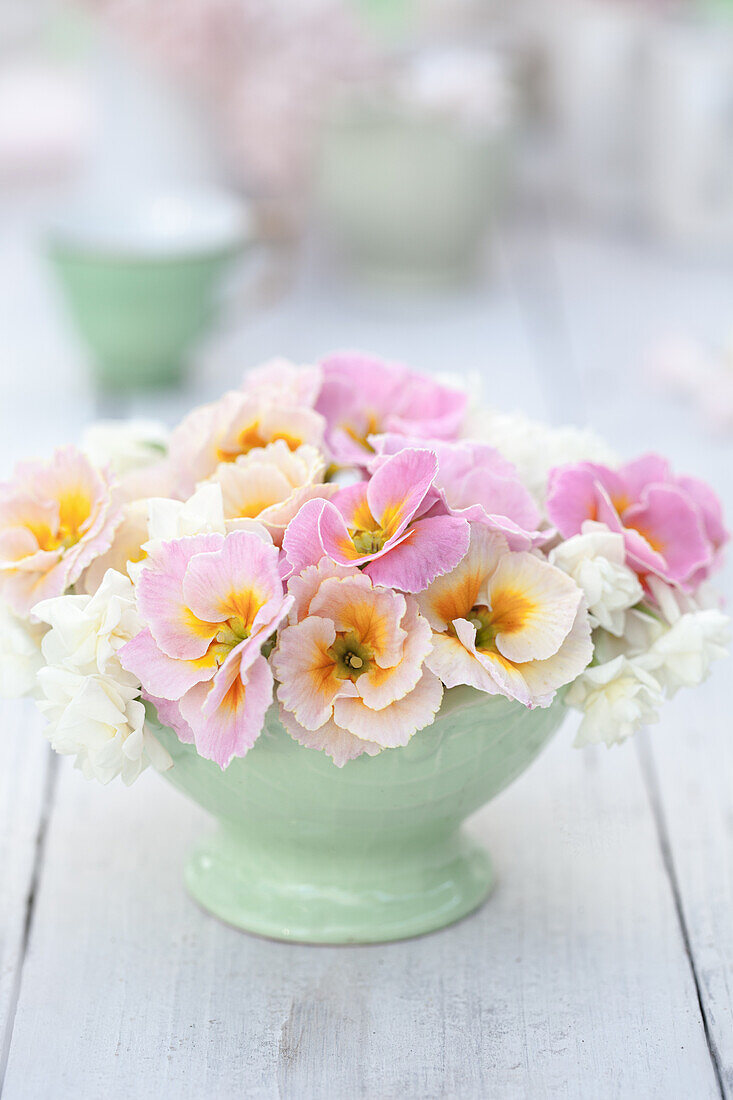 Still life with pink primula 'Sweetheart' in a light green bowl