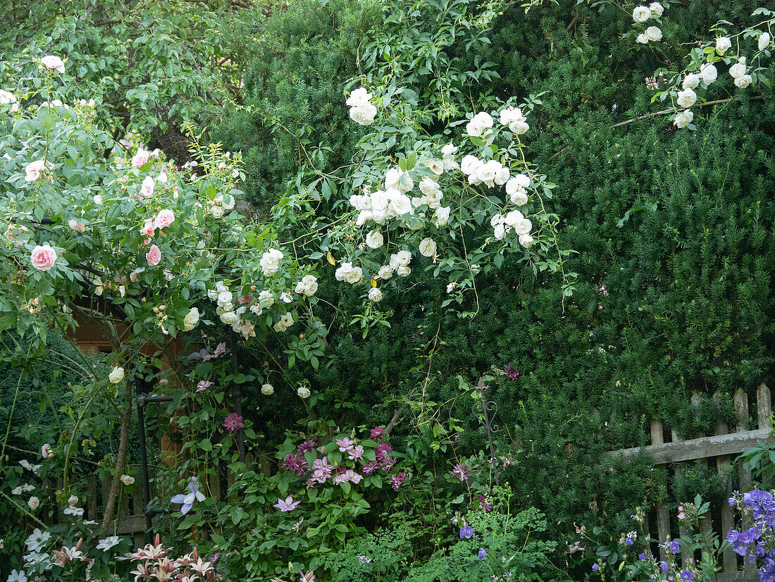 Clematis als Unterpflanzung für Kletterrosen, Rose 'Climbing Iceberg'