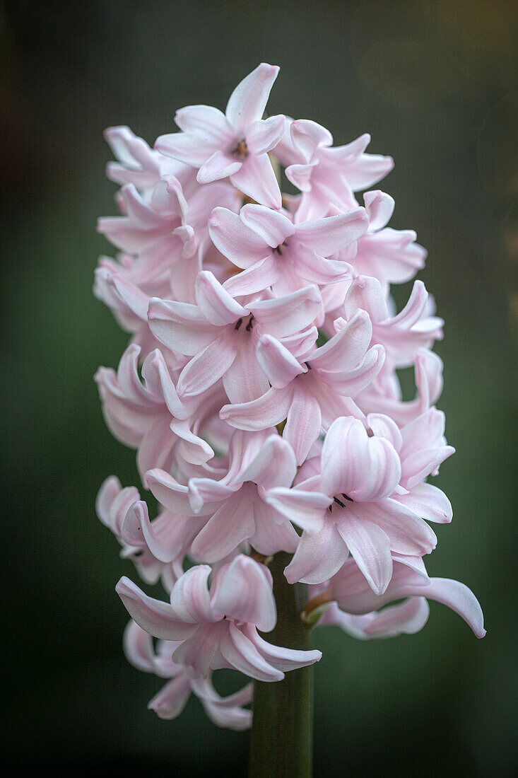 Hyacinthus orientalis 'Apricot Passion'