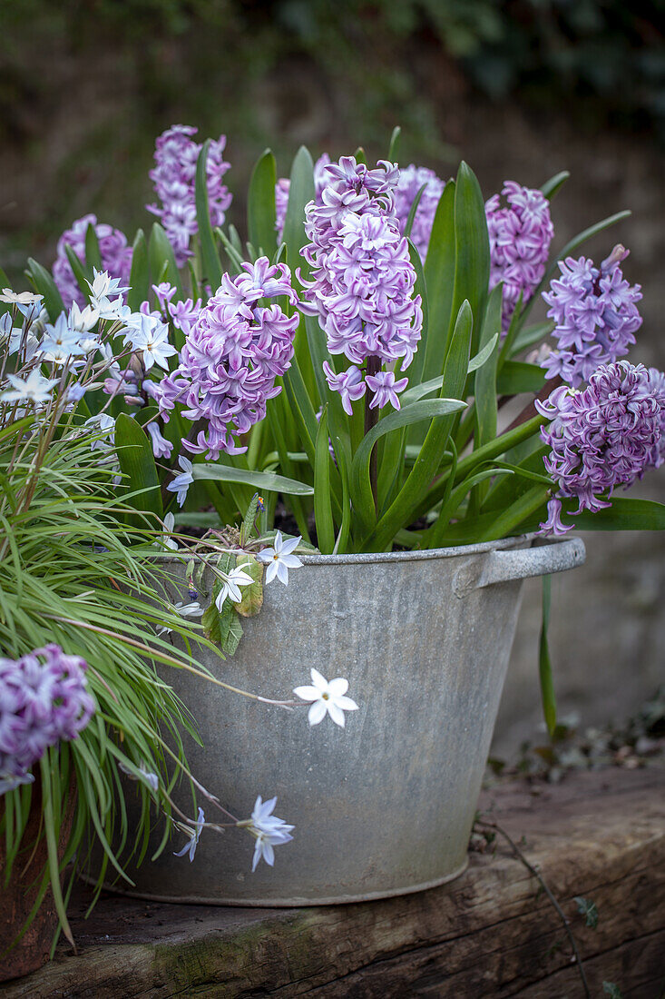 Metal pots planted with Hyacinthus 'Splendid Cornelia'
