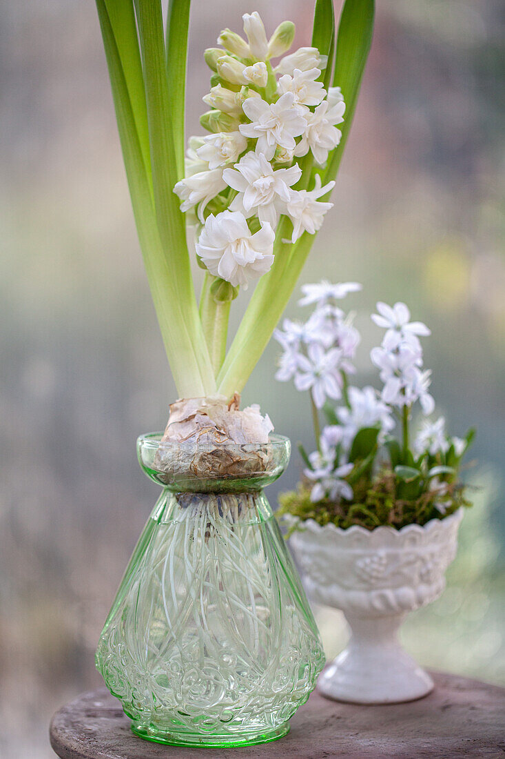 Hyacinthus 'Madame Sophie' and Scilla mischschenkoana