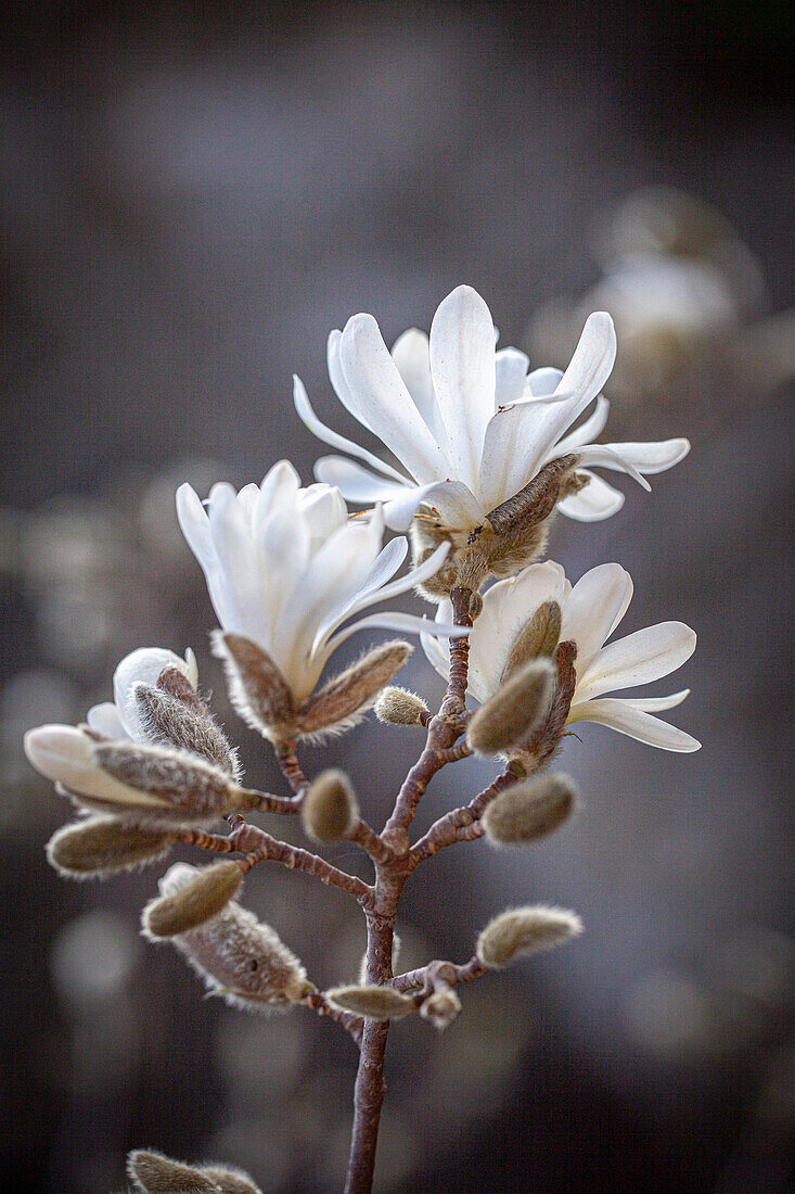 Magnolia stellata - Sternmagnolie, aufgehende Blüten