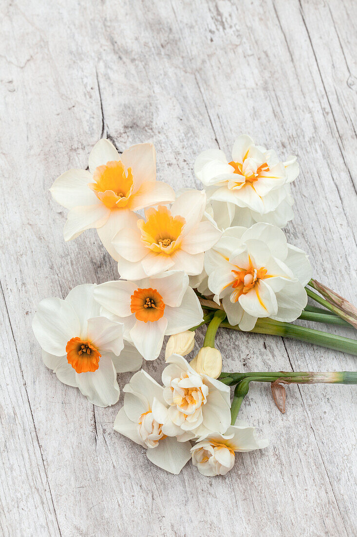 Narcissus 'Sir Winston Churchill', 'Sweet Love', geranium and bridal crown