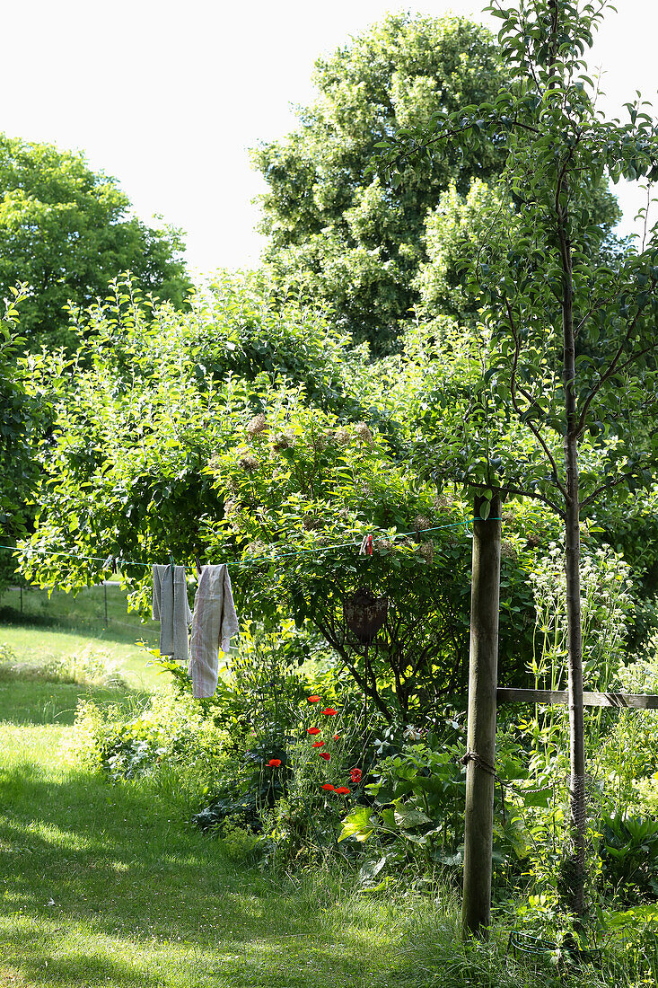 Blühende Pflanzen in grünem Garten