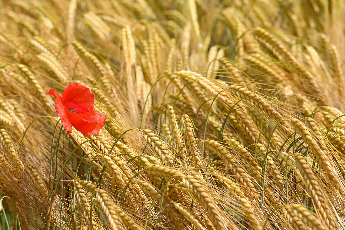 Ears of barley in the field