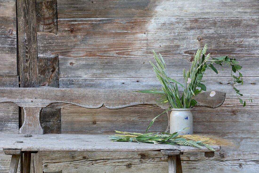 Ostrich with green ears of wheat