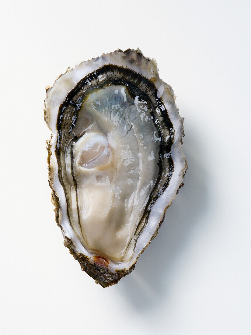 Geöffnete Austern 'La Perle Noire'