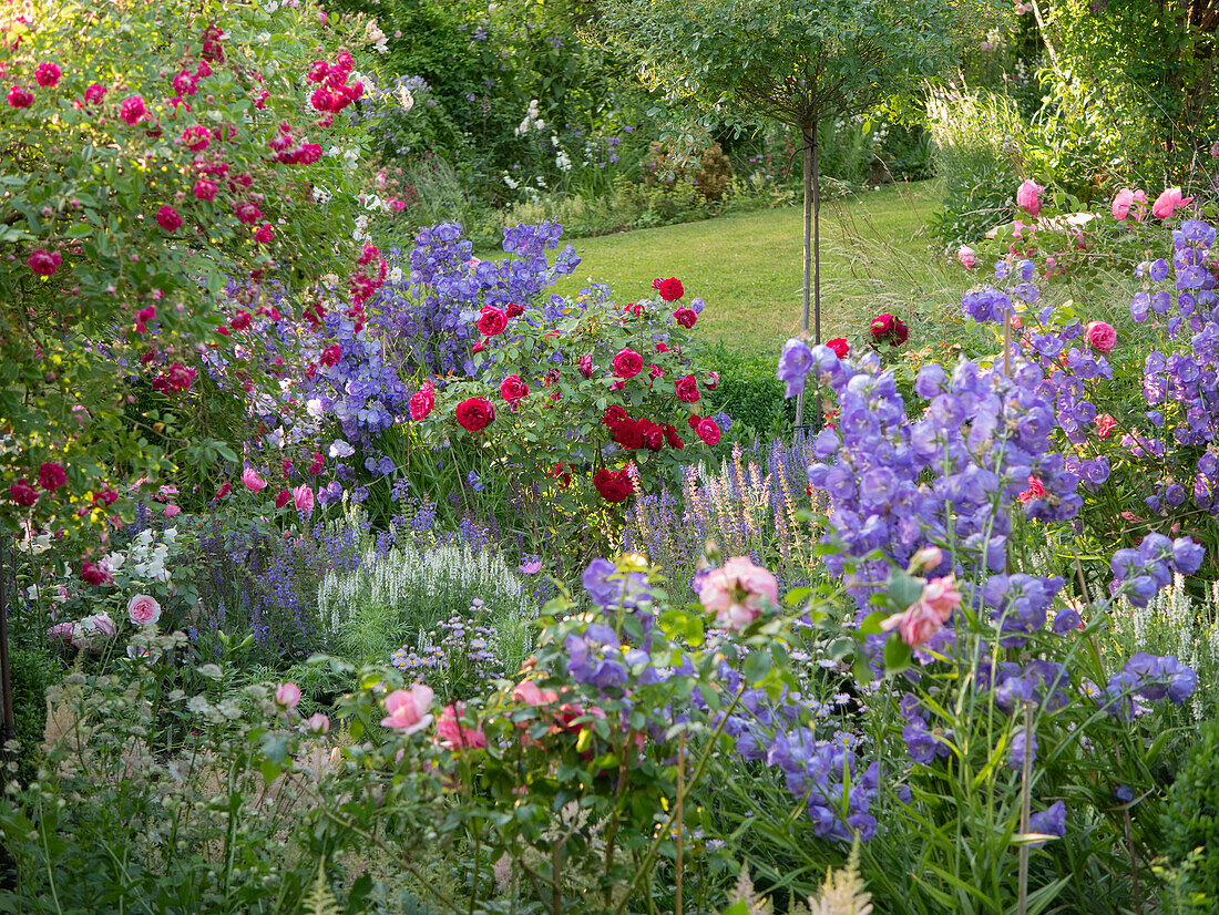 Romantic cottage-style garden bed with roses and perennials