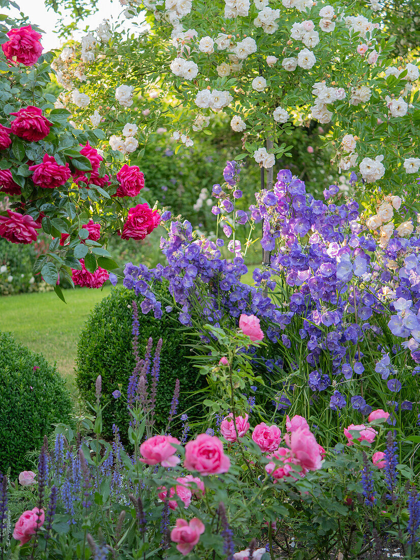 Romantic cottage-style flower bed with roses and perennials