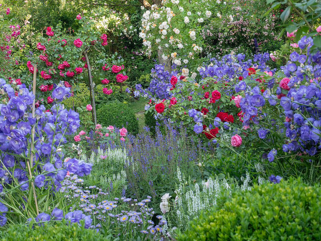 Romantic cottage-style flower bed with roses and perennials