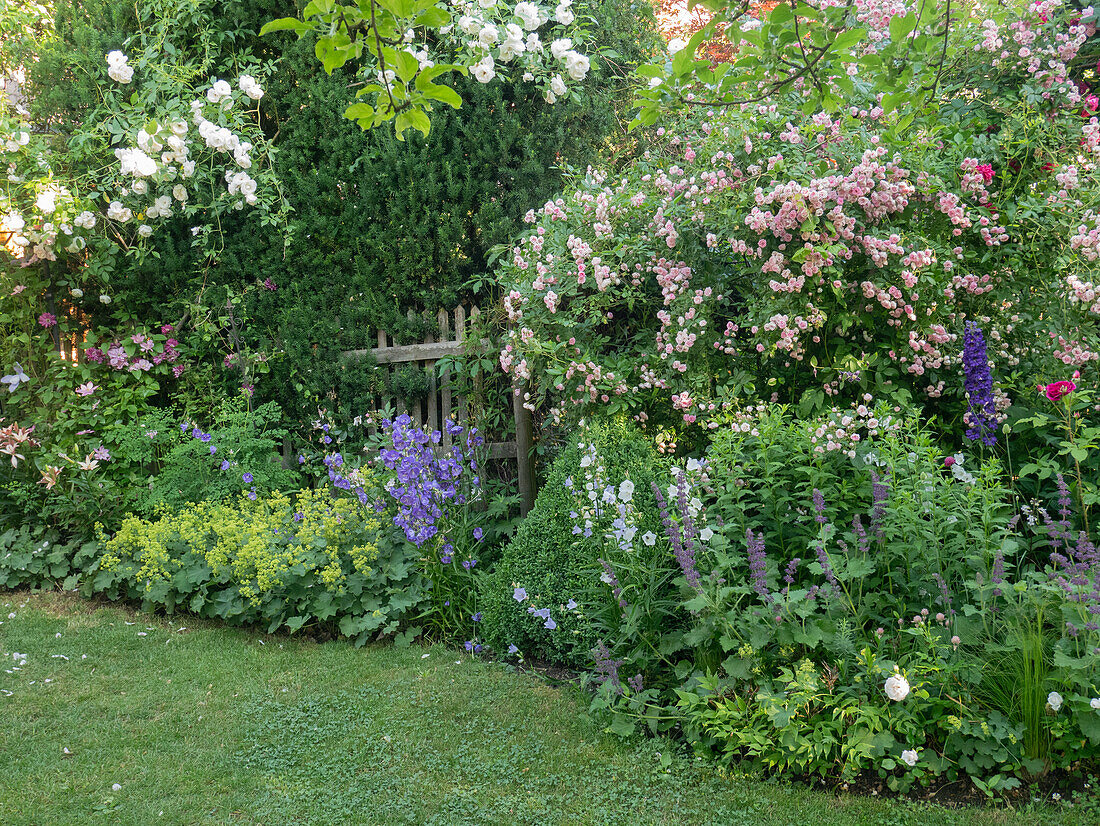 Kletterrosen und Clematis bringen romantisches Flair