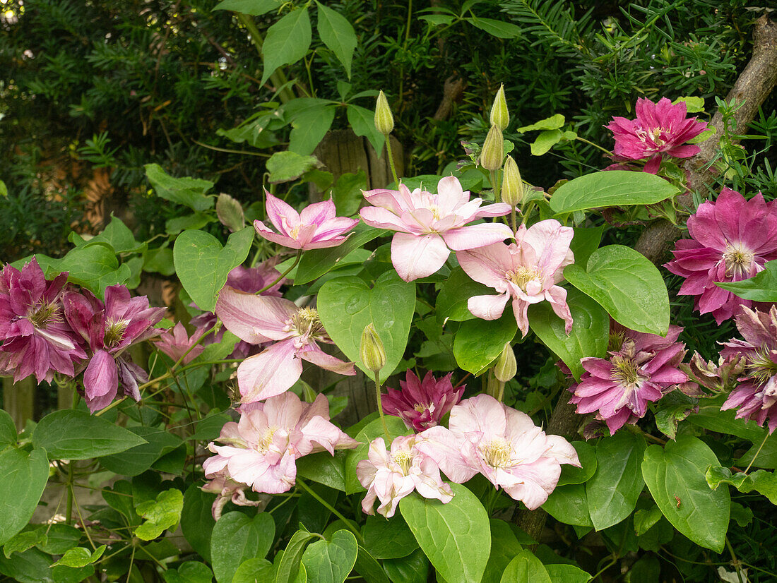 The pink clematis 'Innocent Glance' harmonises well with the dark red variety 'Red Star'