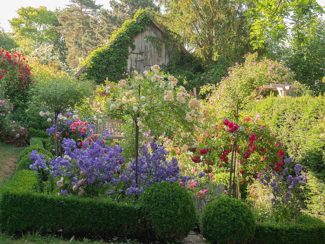 Romantic garden with roses and perennials surrounded by a box hedge in front of a wooden shed