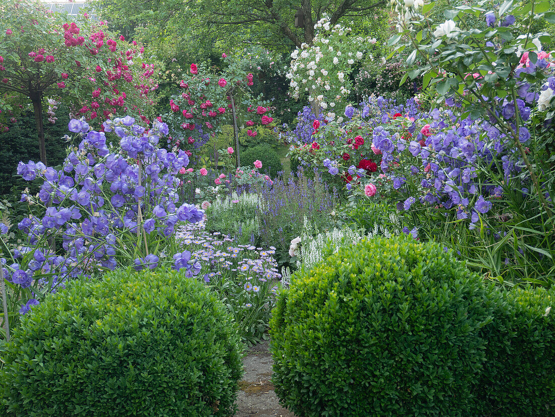 Romantisches Beet im Cottagestyle mit Rosen und Stauden und Buchsumrandung