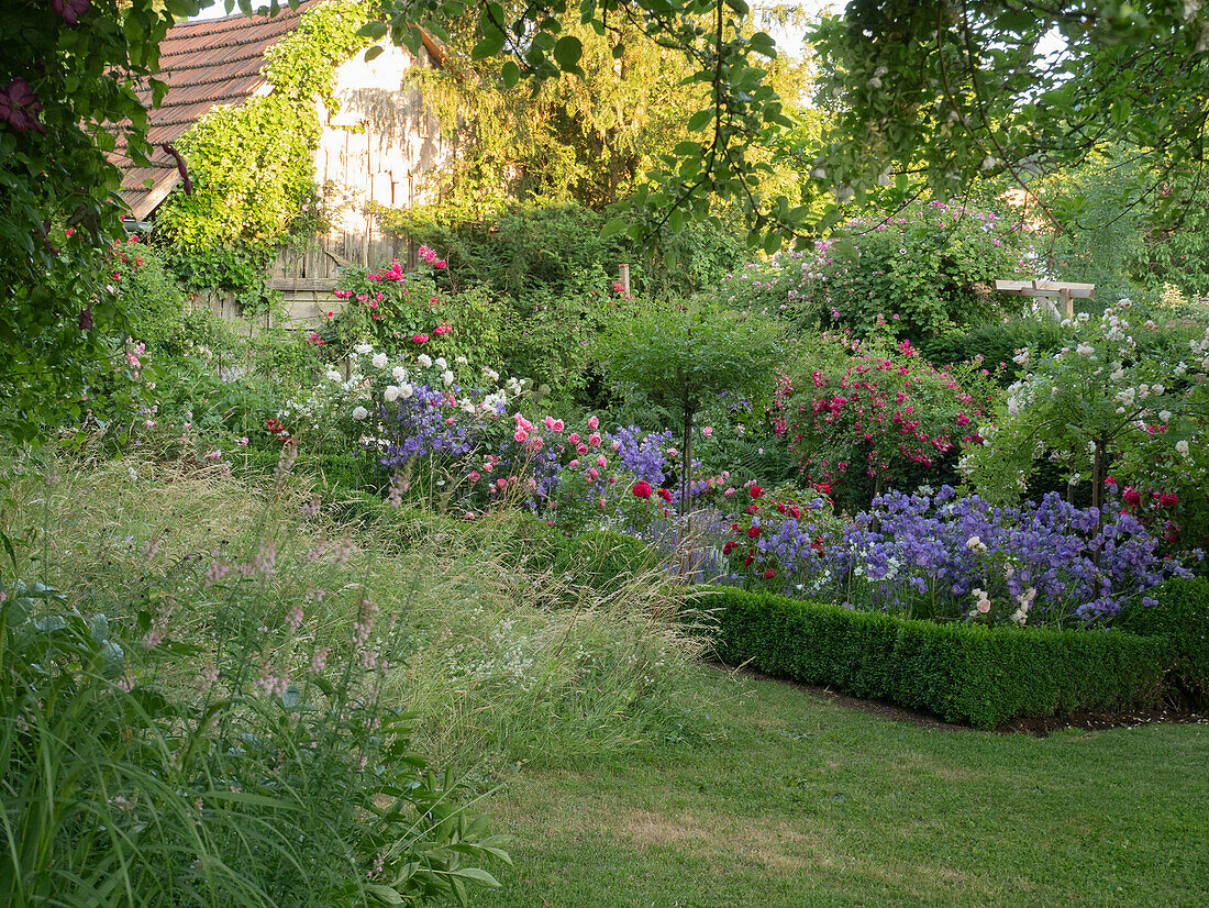 Natural flower meadow forms a contrast to a formal rose bed