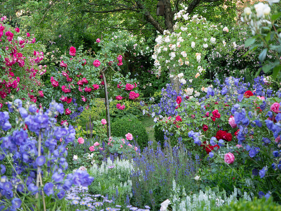 Romantic cottage-style flower garden with roses and perennials