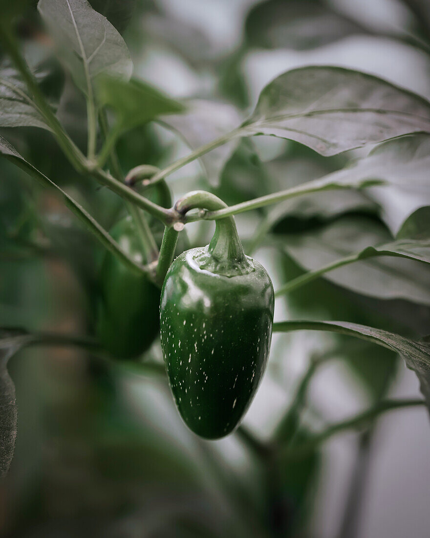Jalapeno on the plant (close-up)