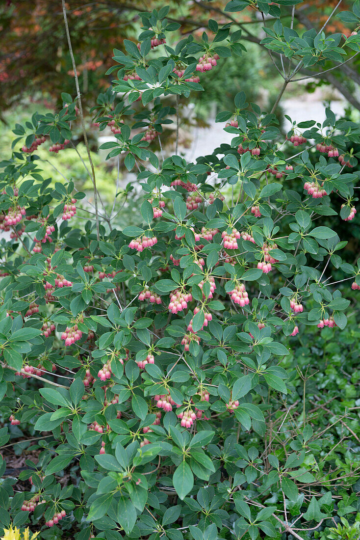 Enkianthus campanulatus