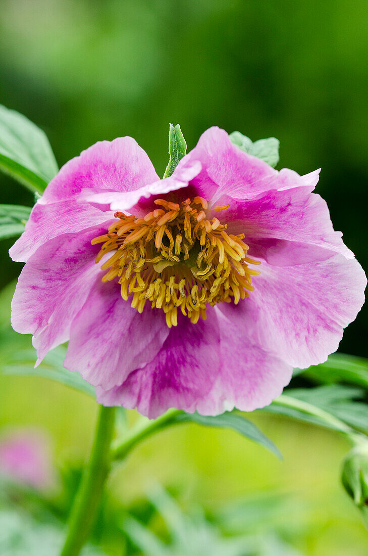 Paeonia veitchii