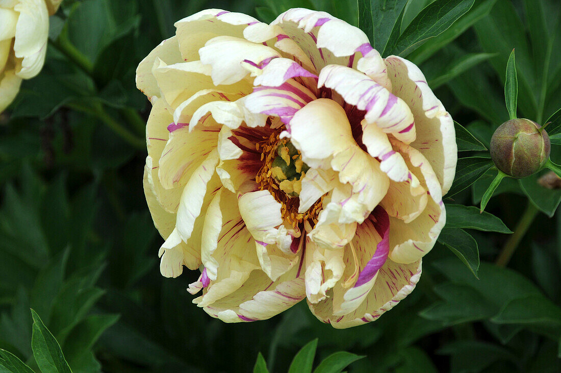 Paeonia 'Lollipop'