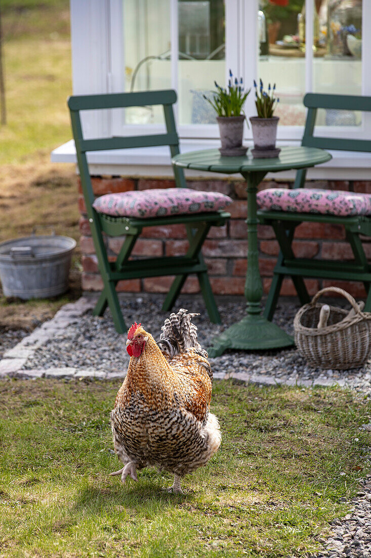 Huhn im Garten vor einer Terrasse mit grünem Tisch und Stühlen