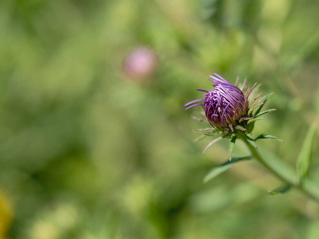 Purple aster bud against a blurred background