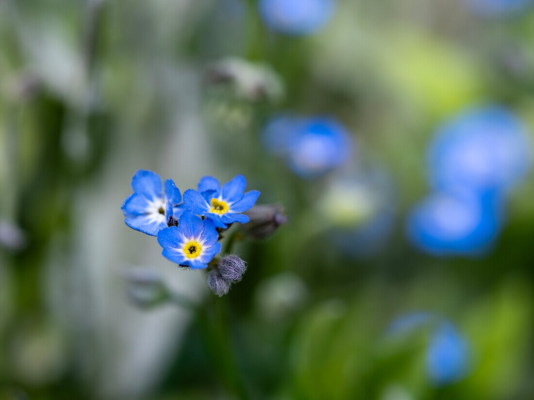 Tiny blue forget-me-not flowers against a blurred background