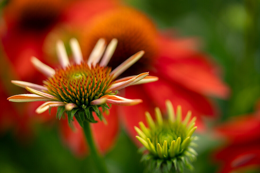 Budding coneflower against a blurred background