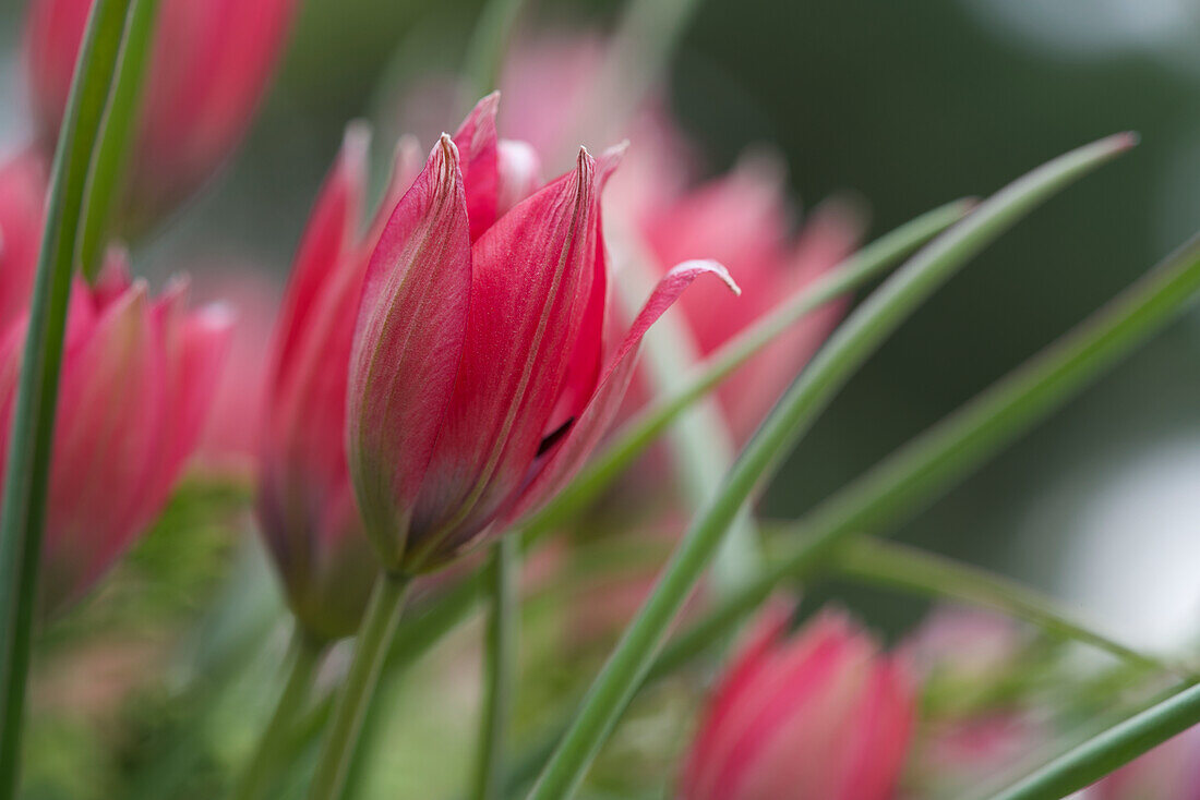 Tulipa orphanidea, rote becherförmige Tulpen vor unscharfem Hintergrund