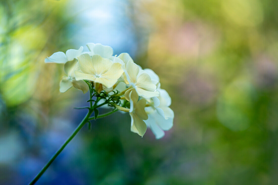 Cremefarbene Phlox-Blüte vor unscharfem Hintergrund