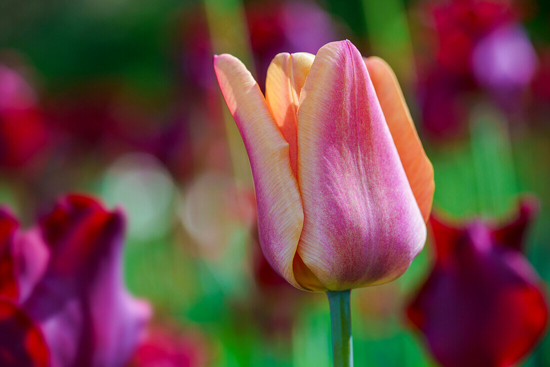 Rose-orange tulip in front of blurred background