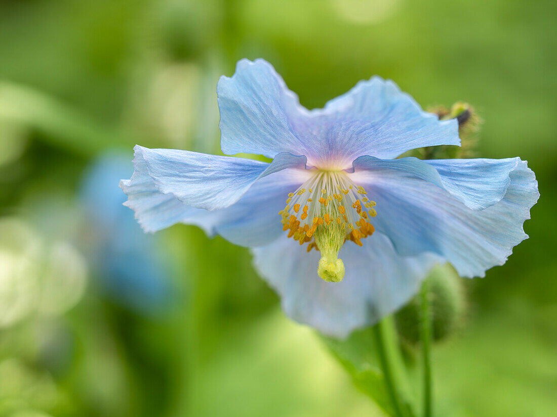 Himalayan blue poppy in front of a blurred background