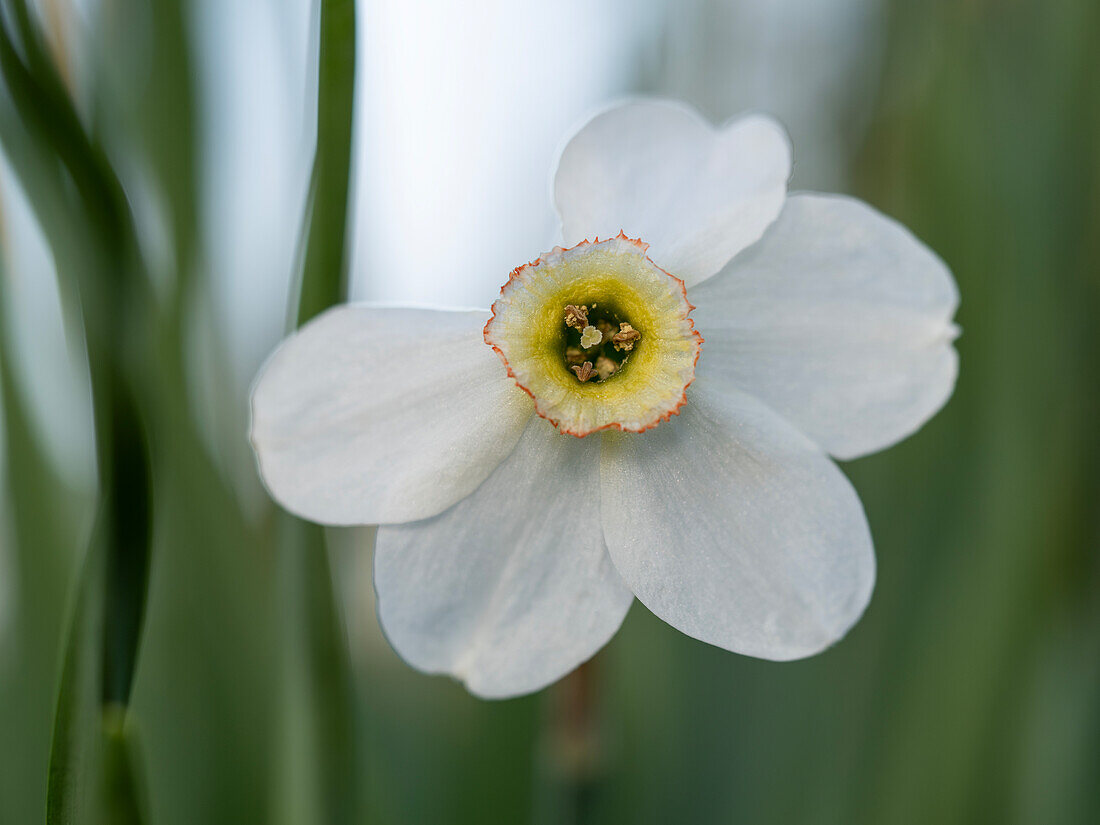 White narcissus against a blurred background