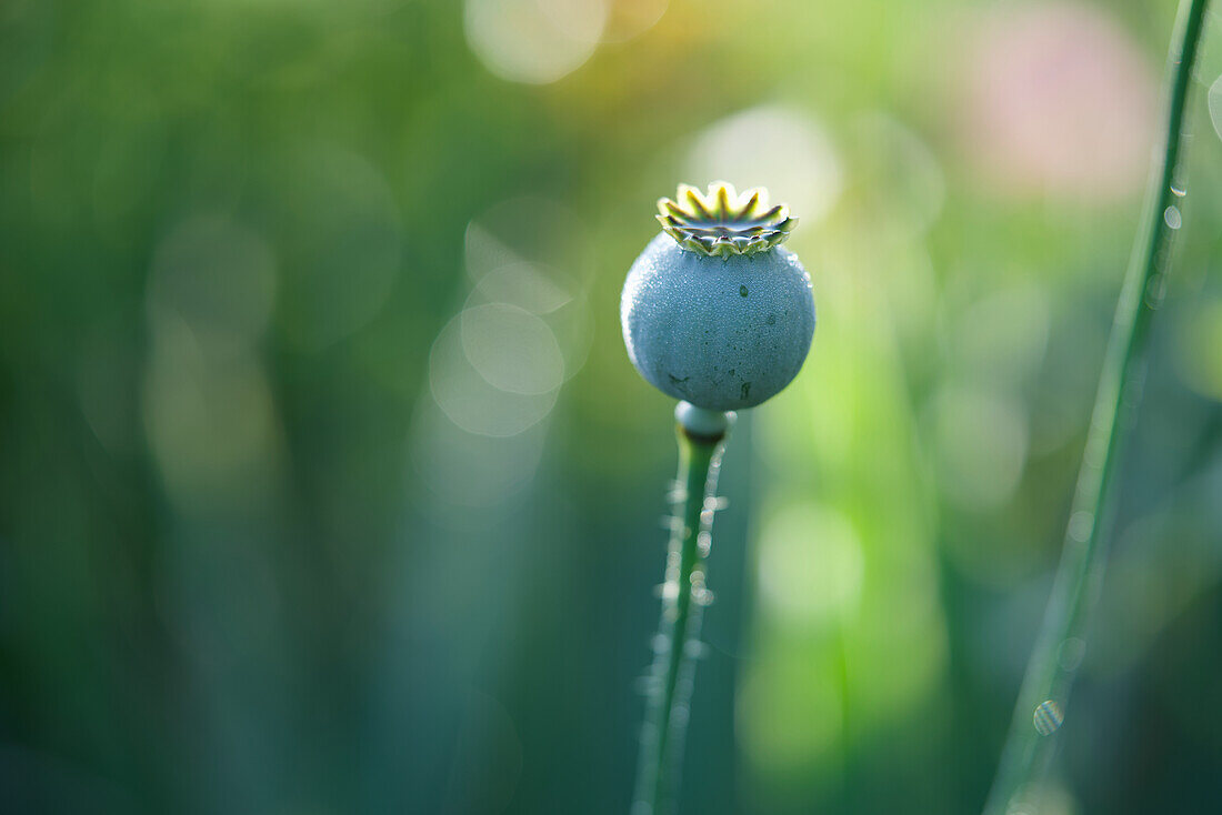 Opium poppy capsule in front of blurred background