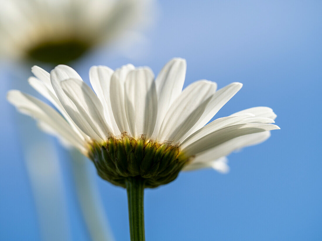 White daisy flower in front of blurred background