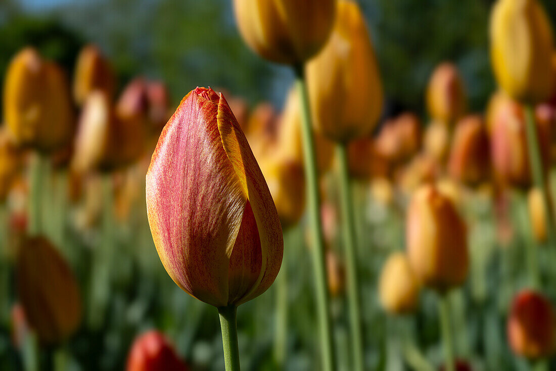 Yellow-red tulips in a field