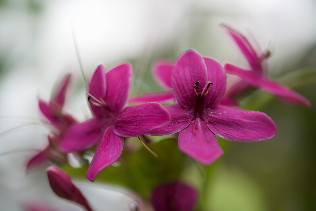 Purple Pseuderanthemum (Shooting Star) against a blurred background