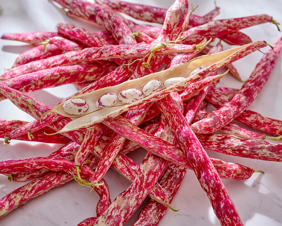 Red and white bean pods