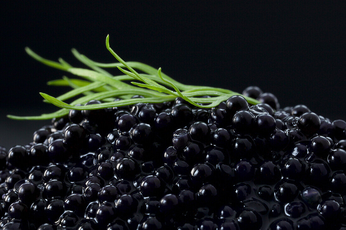 Macro shot of lumpfish caviar garnished with dill