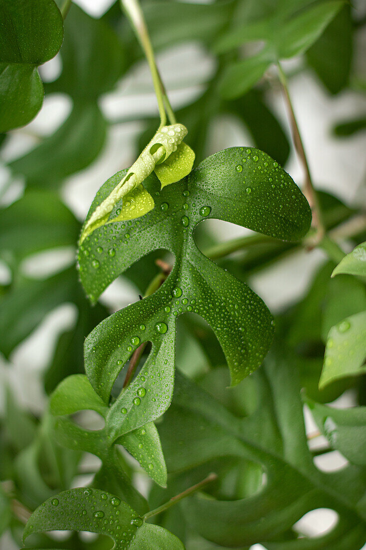 Small window leaf (Monstera minima) - leaves with water droplets