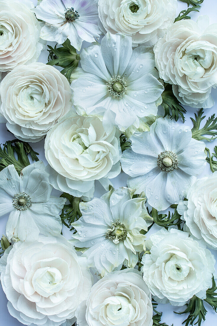 Flatlay mit weißen Blumen - Kronen-Anemone (Anemone coronaria), Asiatischer Hahnenfuß (Ranunculus asiaticus)