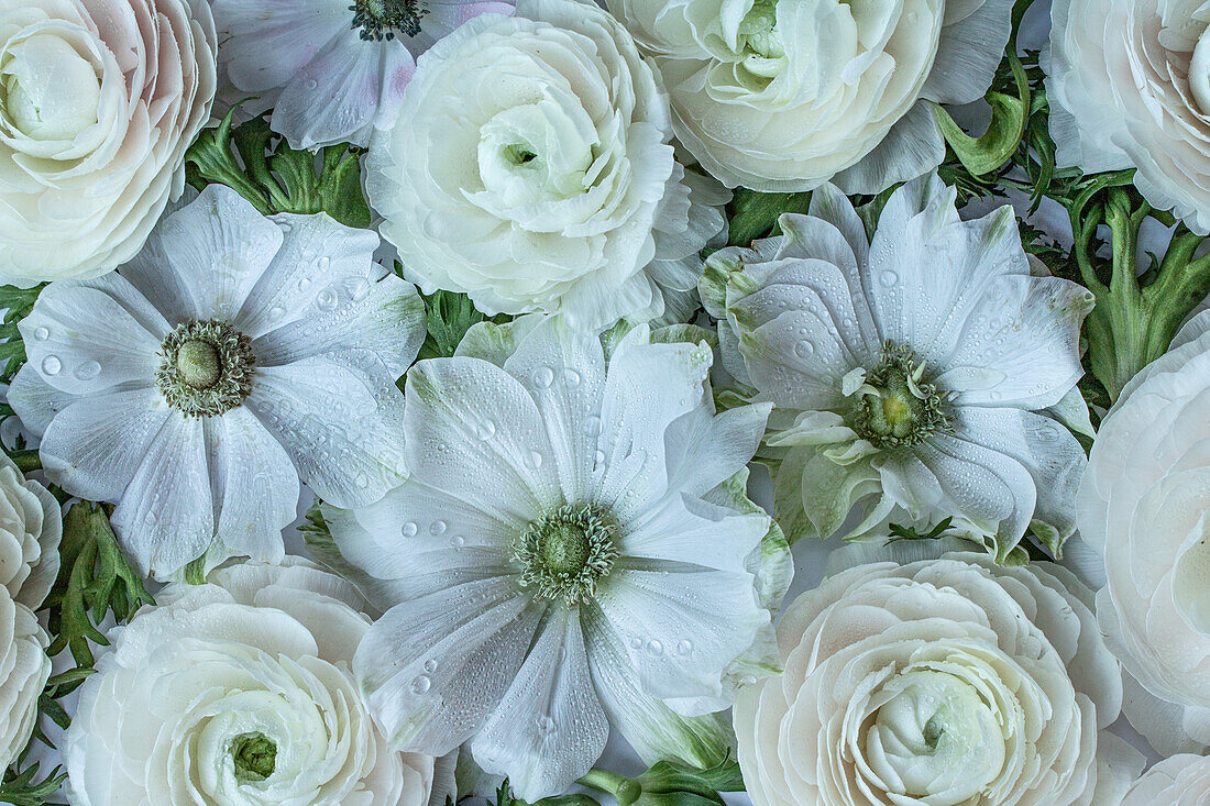 Flatlay mit weißen Blumen - Kronen-Anemone (Anemone coronaria), Asiatischer Hahnenfuß (Ranunculus asiaticus)