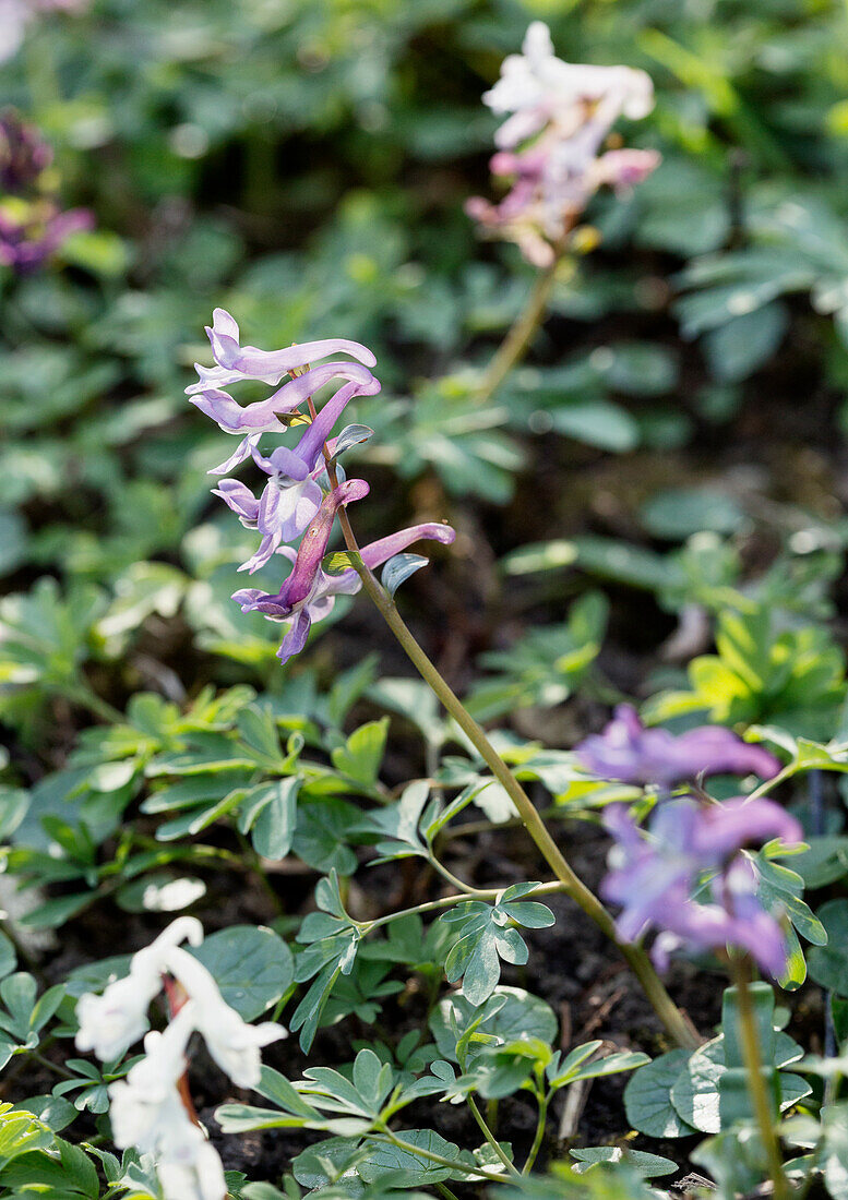 Lerchensporn (Corydalis) im Frühlingsgarten