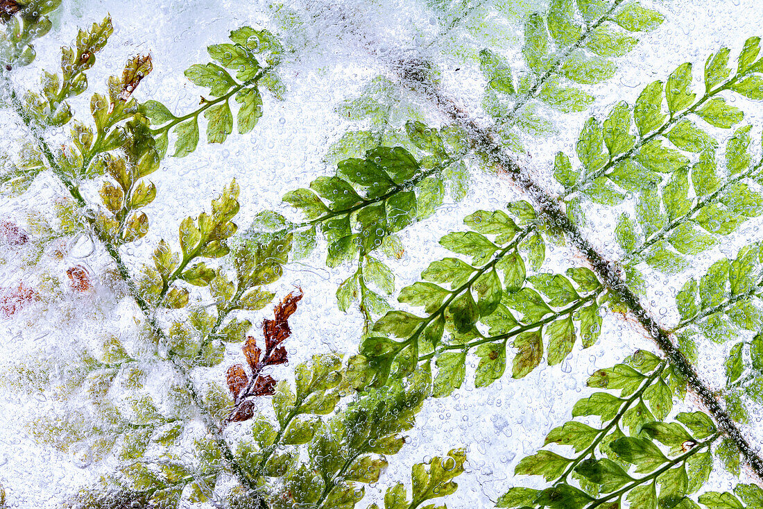 Shield fern frozen in ice (Polystichum setiferum)