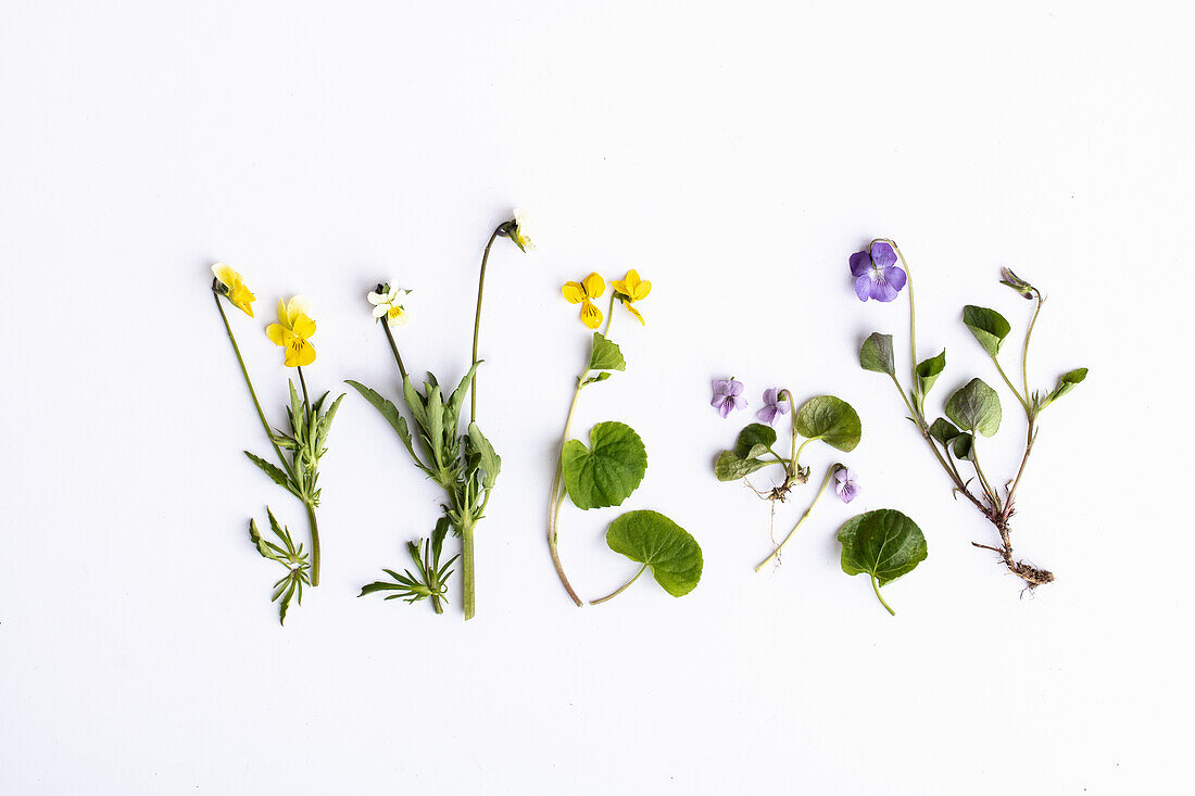 Wilde Veilchen (Viola) in gelb, weiß und violett, einzeln vor weißem Hintergrund, Blumenstillleben