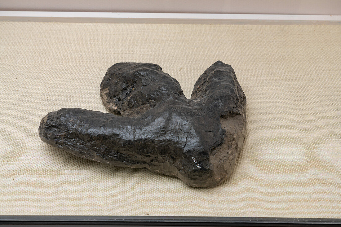 Versteinerter Fußabdruck eines Hadrosauriers oder Entenschnabeldinosauriers aus einer Kohlenmine. USU Eastern Prehistoric Museum, Price, Utah