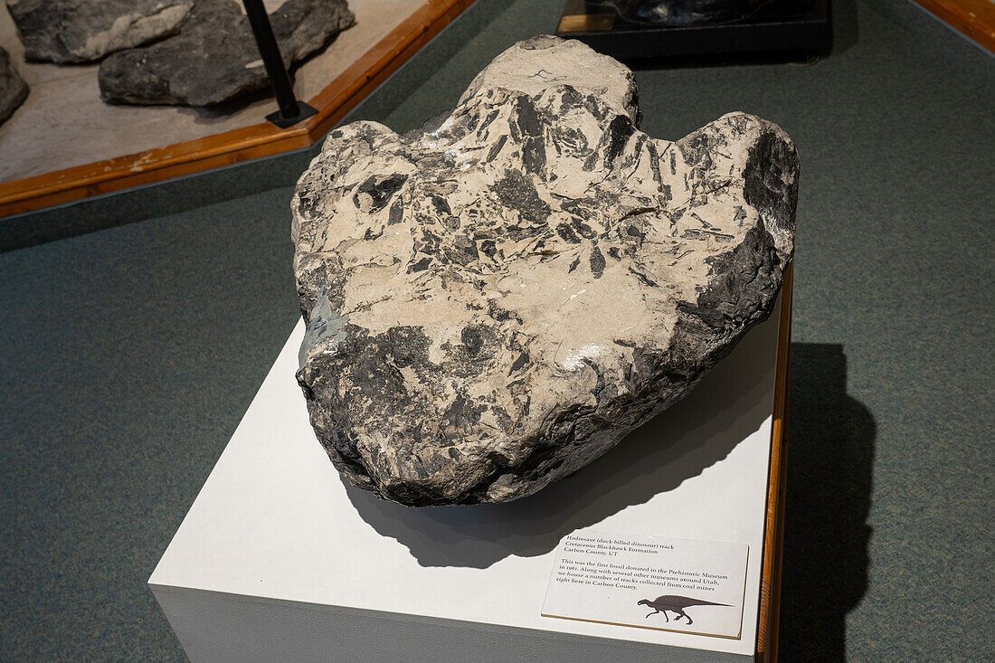 Fossilized hadrosaur or duck-billed dinosaur track from a coal mine in the USU Eastern Prehistoric Museum in Price, Utah.